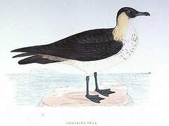 Pomarine Jaeger