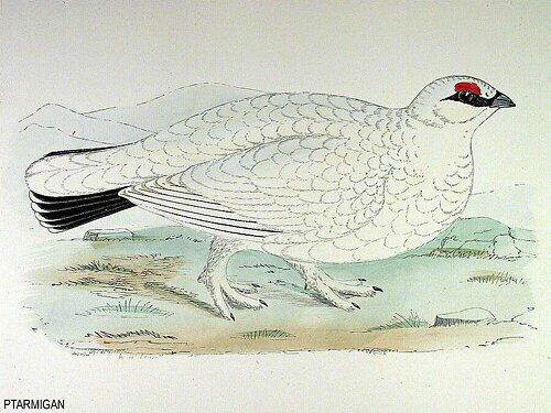 Rock Ptarmigan