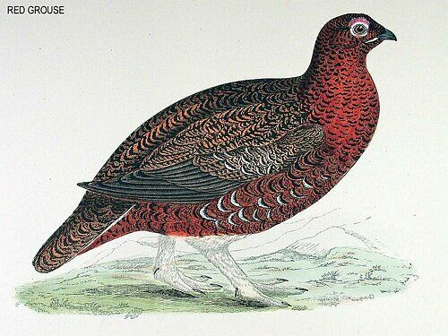 Willow Ptarmigan (scotica)