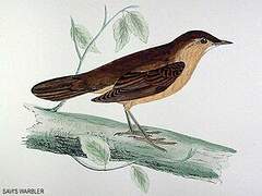 Savi's Warbler