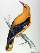 Eurasian Golden Oriole