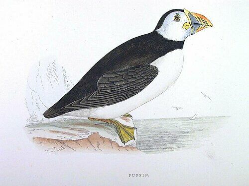 Atlantic Puffin