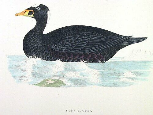 Surf Scoter