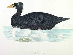 Surf Scoter