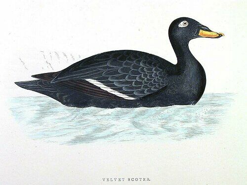 Velvet Scoter