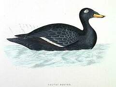 Velvet Scoter