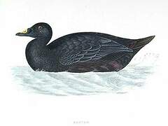 Common Scoter