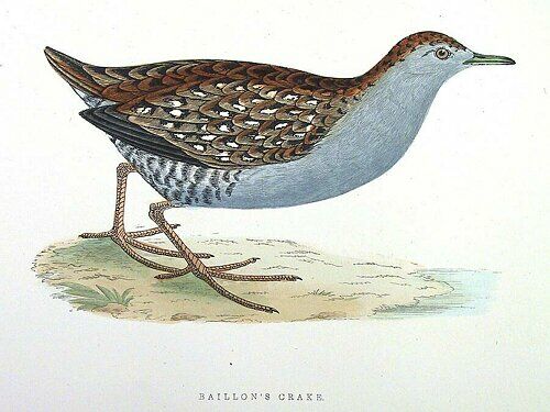 Baillon's Crake