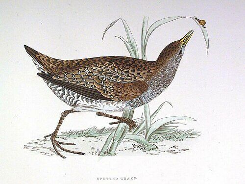 Spotted Crake