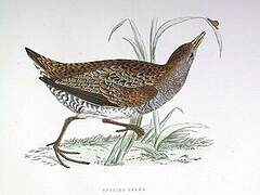 Spotted Crake