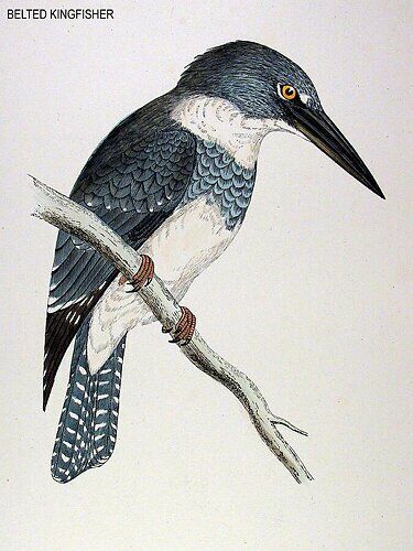 Belted Kingfisher