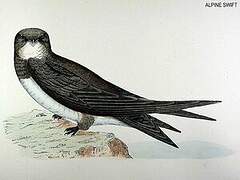 Alpine Swift