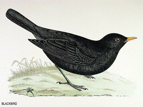 Common Blackbird