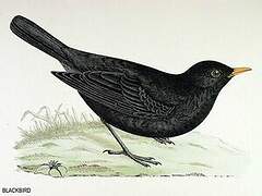 Common Blackbird