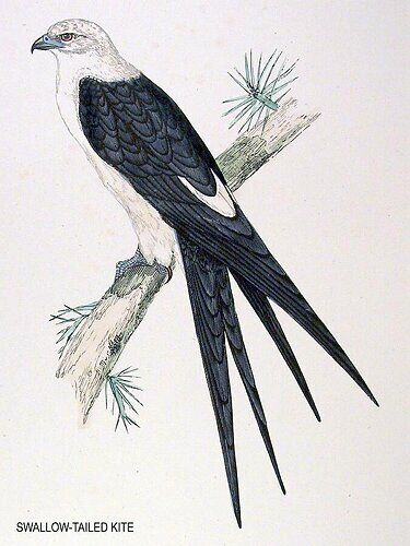 Swallow-tailed Kite