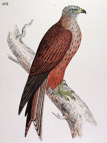 Red Kite