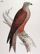 Red Kite