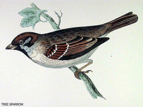 Eurasian Tree Sparrow