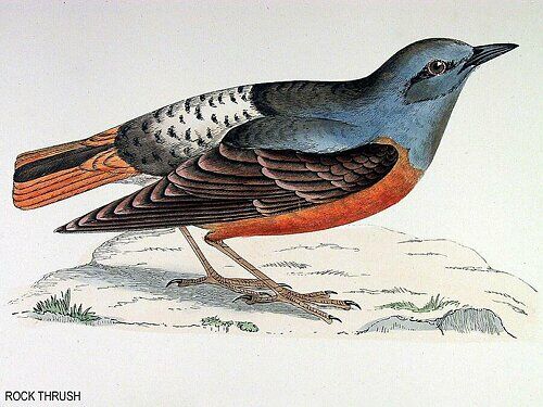 Common Rock Thrush