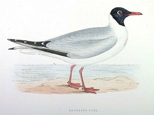 Laughing Gull