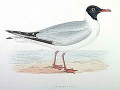 Mouette atricille