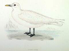 Ivory Gull