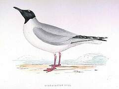 Mouette de Bonaparte