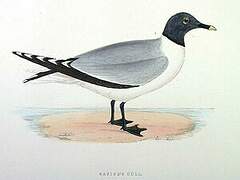 Sabine's Gull