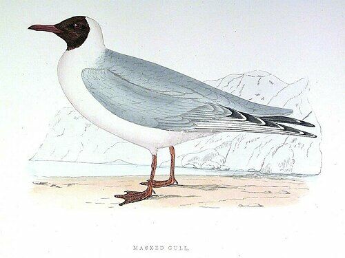 Mouette du Tibet