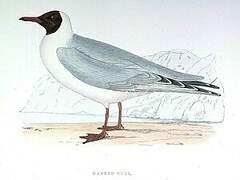 Brown-headed Gull