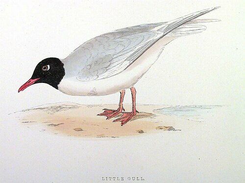 Little Gull