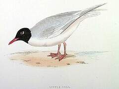 Little Gull