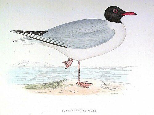 Black-headed Gull