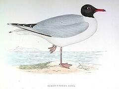 Black-headed Gull