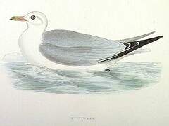 Black-legged Kittiwake