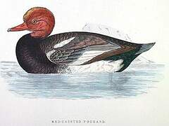 Red-crested Pochard