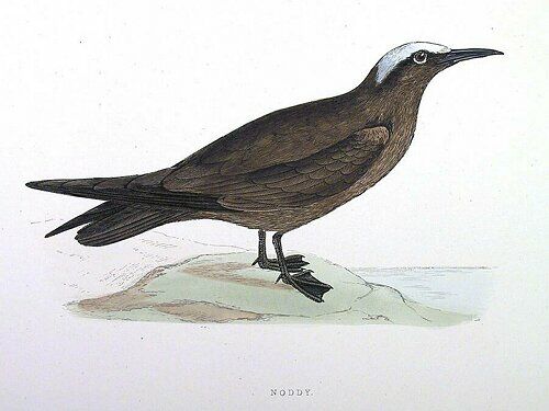 Brown Noddy