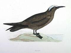 Brown Noddy