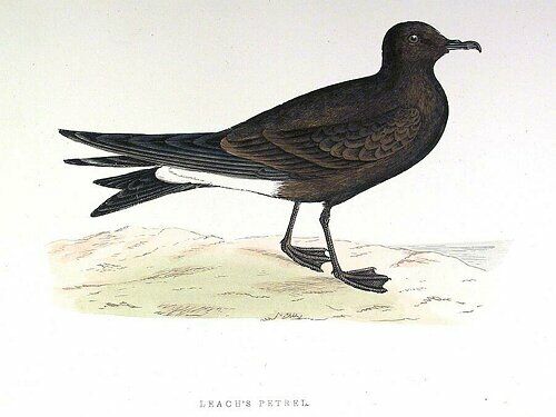 Leach's Storm Petrel