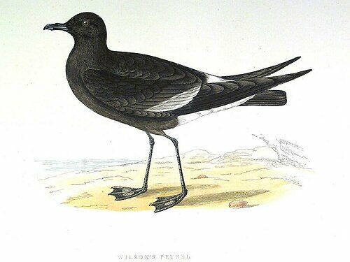 Wilson's Storm Petrel