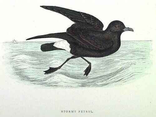 European Storm Petrel