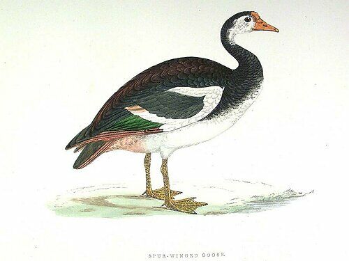 Spur-winged Goose