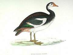 Spur-winged Goose