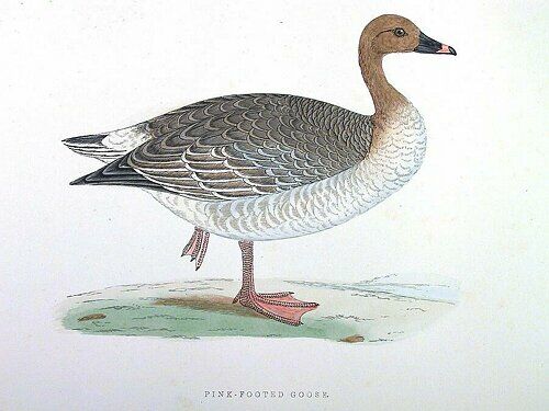 Pink-footed Goose