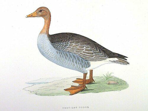 Greylag Goose