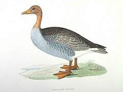 Greylag Goose