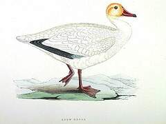 Snow Goose