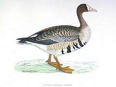 Lesser White-fronted Goose