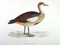 Egyptian Goose