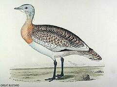 Great Bustard